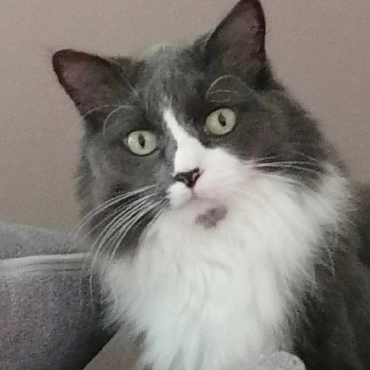 Gucchi