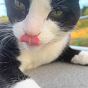𝐌𝐨𝐮𝐬𝐭𝐢𝐤 participe au concours pour gagner de l'argent avec cette photo : cat, black_and_white, close_up, tongue_out, whiskers, fur, pet, animal, cute, playful, outdoor, blurred_background, greenery, sky, face, nose, paw, resting, soft_light, domestic_cat