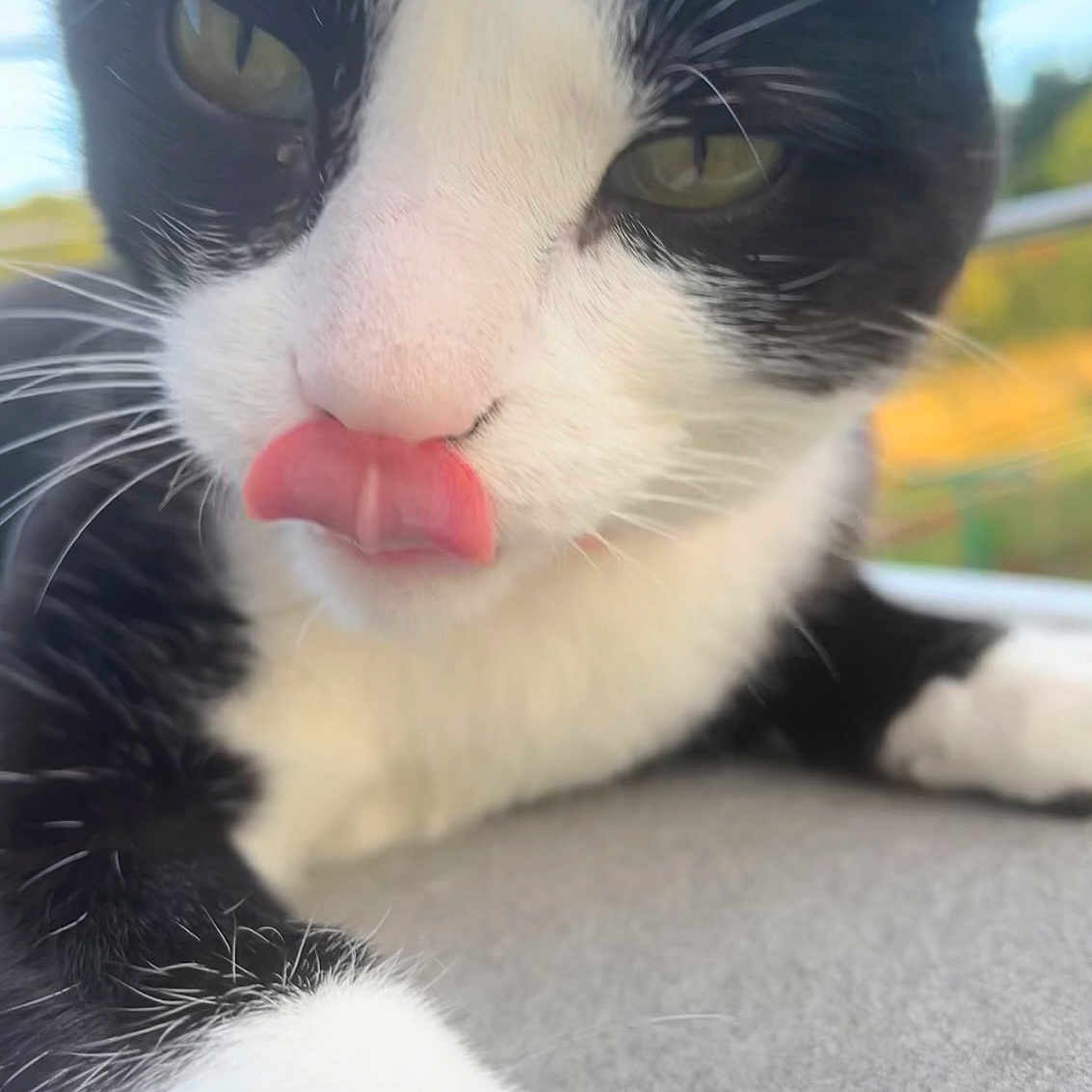 𝐌𝐨𝐮𝐬𝐭𝐢𝐤 participe au concours pour gagner de l'argent avec cette photo : animal, black_and_white, blurred_background, cat, close_up, cute, domestic_cat, face, fur, greenery, nose, outdoor, paw, pet, playful, resting, sky, soft_light, tongue_out, whiskers