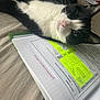 Moustik a rejoint le concours — aidez-le/la à gagner de superbes lots ! animal, bed, black_and_white_cat, cat, close_up, cute, feline, geometry, highlighted_text, homework, indoor, laying_down, notebook, paper, pet, relaxed, resting, study, whiskers, writing