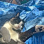 Moustik participe au concours pour gagner de l'argent avec cette photo : animal, bed, black_and_white, blanket, blue, cat, close_up, comfort, cozy, cute, feline, fur, indoor, paw, pet, relaxed, resting, sleepy, sunlight, whiskers