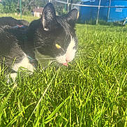 Moustik a rejoint le concours — aidez-le/la à gagner de superbes lots ! animal, background, black_and_white, cat, close_up, daylight, fur, grass, greenery, house, mammal, nature, outdoor, pet, playful, sunlight, tongue_out, trampoline, whiskers, yellow_eyes
