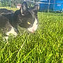 animal, background, black_and_white, cat, close_up, daylight, fur, grass, greenery, house, mammal, nature, outdoor, pet, playful, sunlight, tongue_out, trampoline, whiskers, yellow_eyes