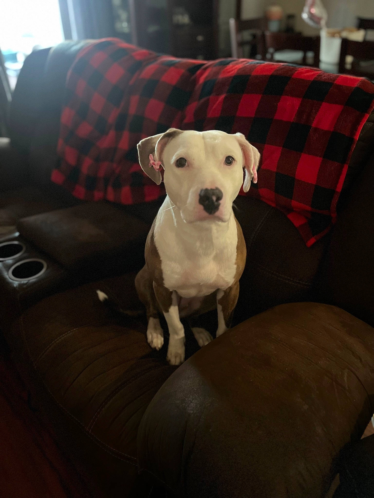 Winnie is registered to the contest to win money with this photo: carnivore, chair, collar, comfort, companion_dog, couch, dog, dog_breed, dog_clothes, dog_collar, fawn, furniture, pattern, pet_supply, plaid, sitting, snout, sporting_group, tartan, working_animal