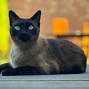 Marius participe au concours pour gagner de l'argent avec cette photo : cat, siamese_cat, blue_eyes, animal, pet, outdoor, wooden_deck, lying_down, fur, whiskers, close_up, portrait, blurred_background, nature, sunlight, calm, relaxation, mammal, feline, domestic_animal