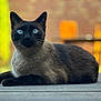 cat, siamese_cat, blue_eyes, animal, pet, outdoor, wooden_deck, lying_down, fur, whiskers, close_up, portrait, blurred_background, nature, sunlight, calm, relaxation, mammal, feline, domestic_animal