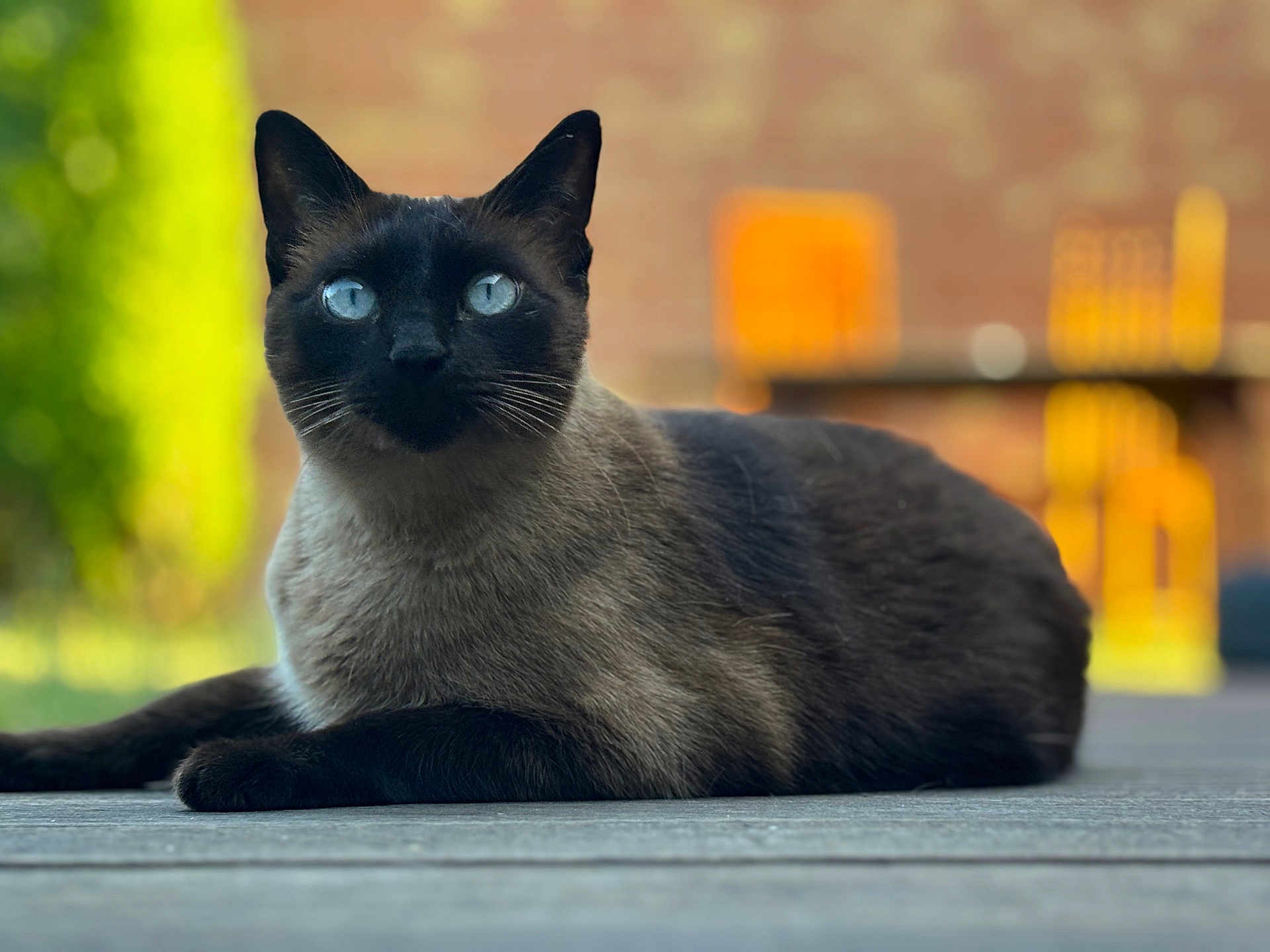Marius participe au concours pour gagner de l'argent avec cette photo : cat, siamese_cat, blue_eyes, animal, pet, outdoor, wooden_deck, lying_down, fur, whiskers, close_up, portrait, blurred_background, nature, sunlight, calm, relaxation, mammal, feline, domestic_animal
