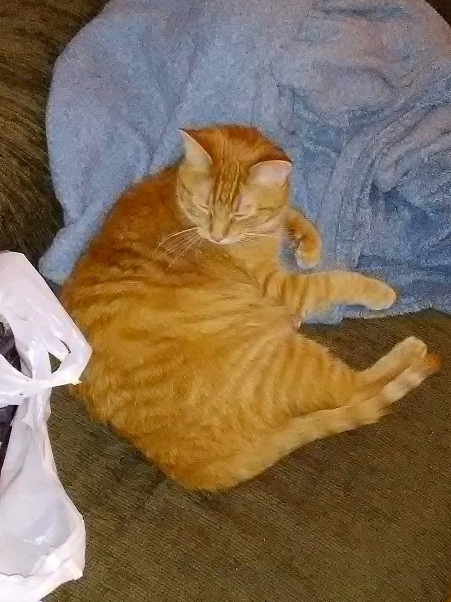 Hobbes joined the competition — help win amazing prizes! brown, canidae, carnivore, cat, comfort, dog_breed, domestic_short_haired_cat, fawn, felidae, flooring, fur, hardwood, paw, sand, small_to_medium_sized_cats, snout, sporting_group, tail, whiskers, wood