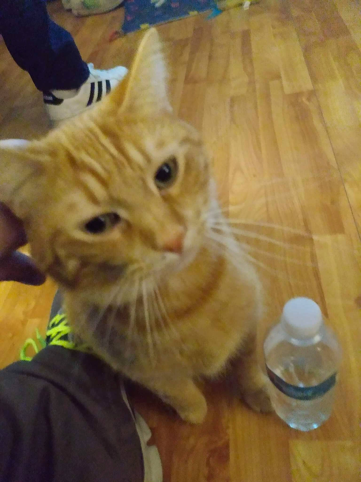 Hobbes is registered to the contest to win money with this photo: bottle, carnivore, cat, domestic_short_haired_cat, drinkware, fawn, felidae, flooring, fur, hardwood, mineral_water, paw, plastic_bottle, small_to_medium_sized_cats, tail, varnish, water_bottle, whiskers, wood, wood_stain