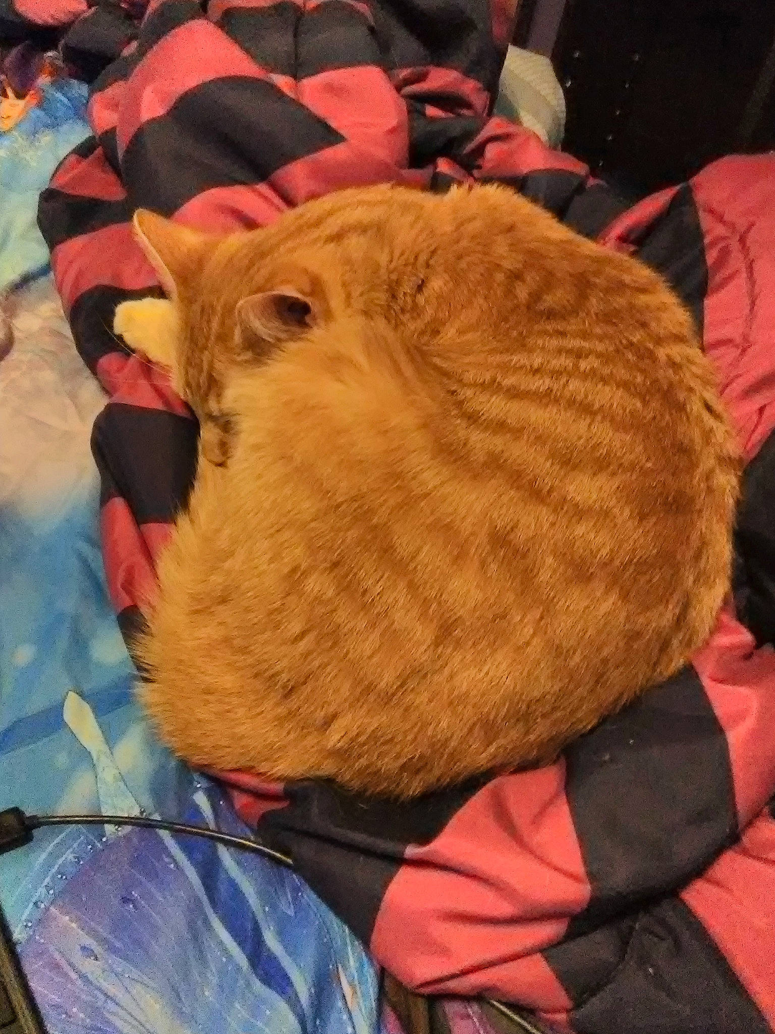 Hobbes is registered to the contest to win money with this photo: cap, comfort, costume, costume_hat, fashion_accessory, fawn, felidae, fur, fur_clothing, hat, knit_cap, knitting, linens, magenta, orange, personal_protective_equipment, plush, thread, wool, woolen