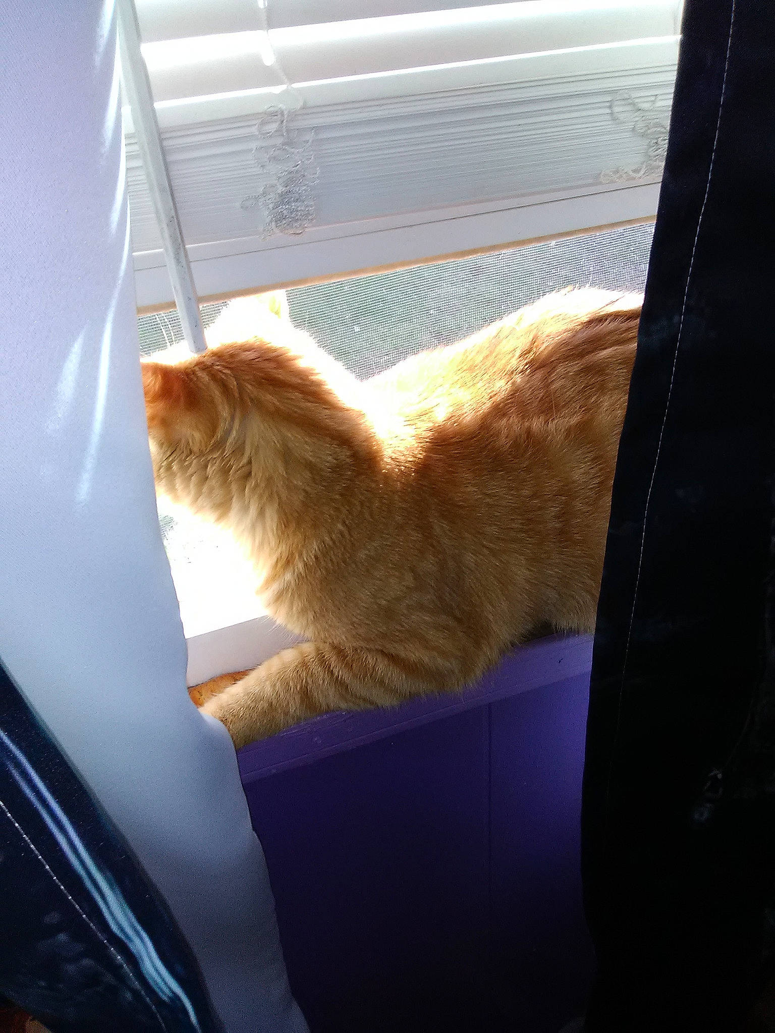 Hobbes is registered to the contest to win money with this photo: canidae, carnivore, cat, claw, comfort, domestic_short_haired_cat, fawn, felidae, fur, human_leg, paw, room, small_to_medium_sized_cats, sporting_group, tail, tints_and_shades, whiskers, window, windshield, wood