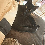 Luna a rejoint le concours — aidez-le/la à gagner de superbes lots ! black_cat, cat, animal, pet, indoor, leather_chair, yellow_eyes, fur, cozy, blanket, clothing, jacket, furniture, legs, floor, curious, relaxing, domestic, home, casual