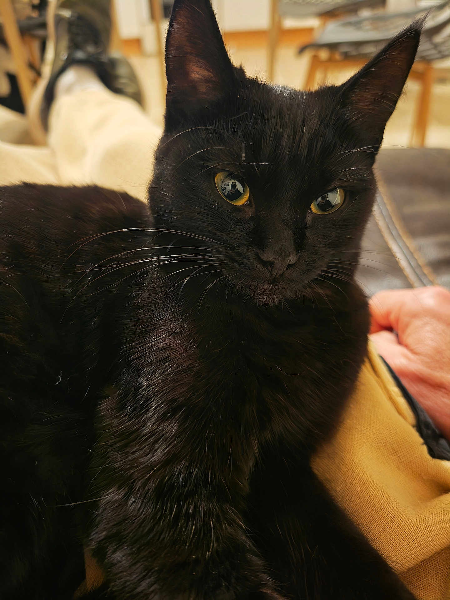 Luna participe au concours pour gagner de l'argent avec cette photo : black_cat, cat, pet, animal, indoor, close_up, fur, whiskers, relaxed, lap, person, hand, furniture, cozy, home, yellow_eyes, reflection, seated, comfortable, warm_lighting