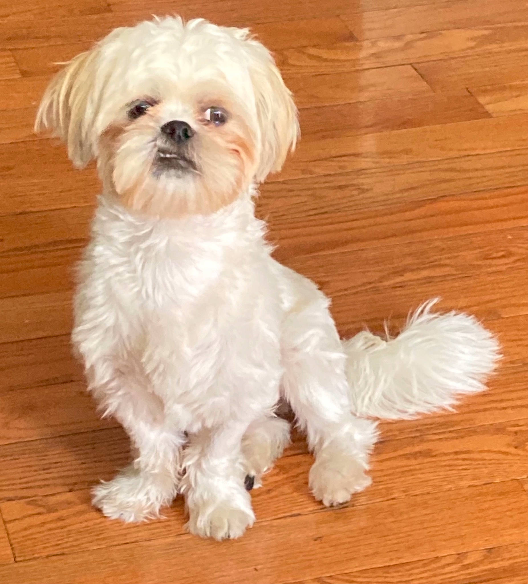 Rocky is registered to the contest to win money with this photo: bolonka, canidae, carnivore, chinese_imperial_dog, companion_dog, dog, dog_breed, lhasa_apso, maltepoo, maltese, mammal, morkie, pekapoo, poodle_crossbreed, puppy, rare_breed_dog, shih_tzu, snout, sporting_group, toy_dog