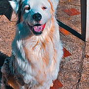 Dior a rejoint le concours — aidez-le/la à gagner de superbes lots ! dog, white_dog, happy, sitting, outdoor, sunlight, patio, tiles, shadow, fur, canine, pet, animal, smiling, daylight, close_up, mammal, friendly, domestic_animal, paw
