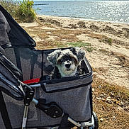 Kia joined the competition — help win amazing prizes! animal, beach, canine, daytime, dog, fluffy, grass, nature, outdoor, park, pet, relaxation, sand, sky, small_dog, stroller, sunlight, travel, vacation, water