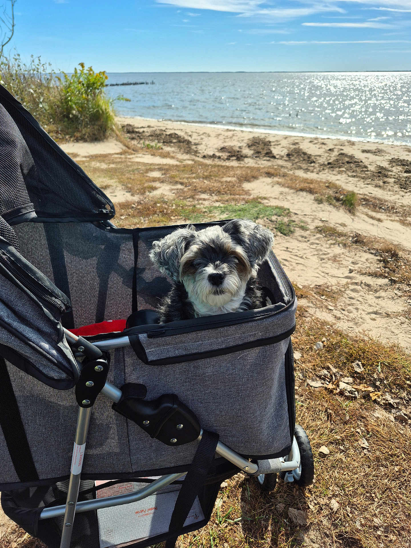 Kia joined the competition — help win amazing prizes! animal, beach, canine, daytime, dog, fluffy, grass, nature, outdoor, park, pet, relaxation, sand, sky, small_dog, stroller, sunlight, travel, vacation, water