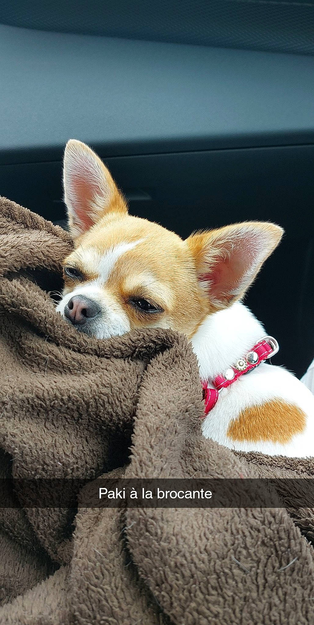 Pakita a rejoint le concours — aidez-le/la à gagner de superbes lots ! canidae, carnivore, close_up, companion_dog, dog, dog_breed, ear, fawn, fur, non_sporting_group, photo_caption, snout, tail, terrestrial_animal, whiskers, wildlife