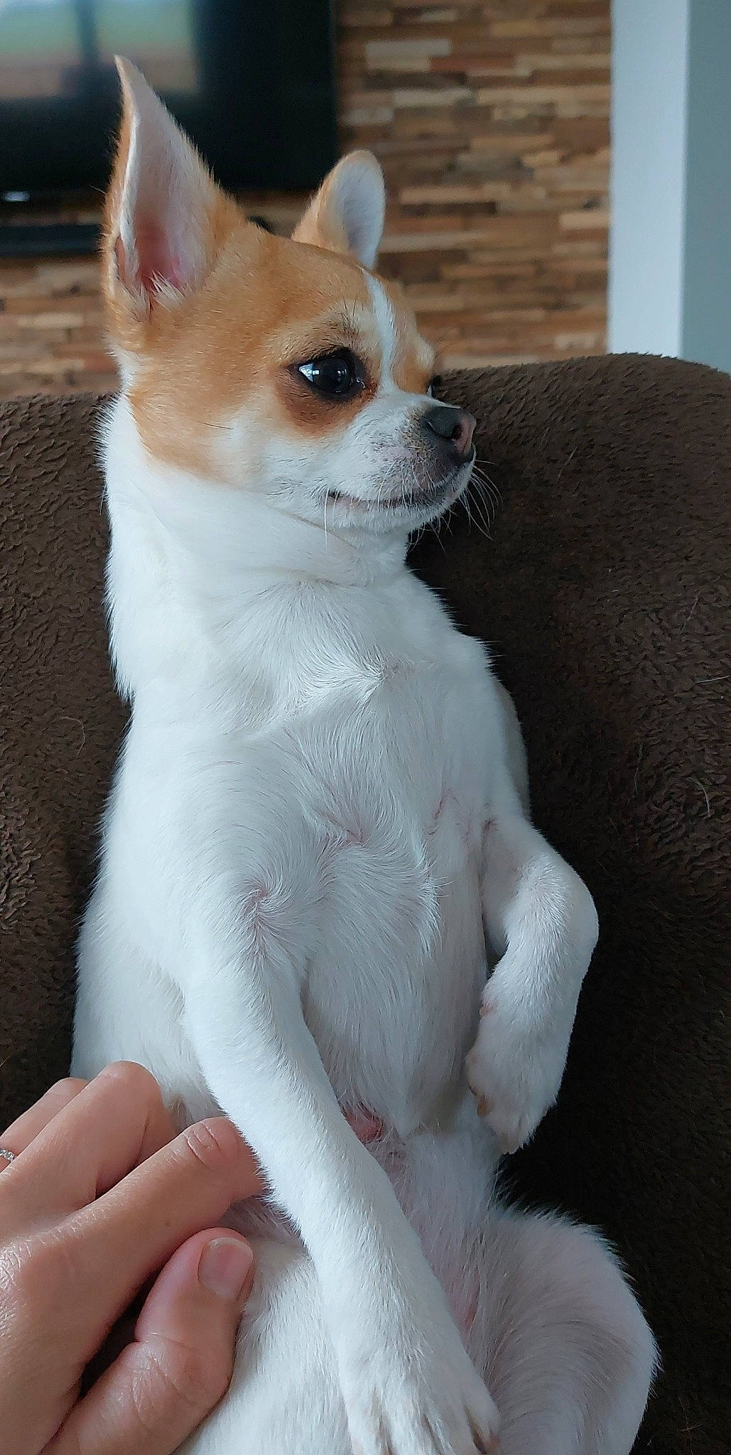 Pakita a rejoint le concours — aidez-le/la à gagner de superbes lots ! canidae, carnivore, chihuahua, collar, companion_dog, corgi_chihuahua, dog, dog_breed, dog_supply, fawn, fur, nail, non_sporting_group, snout, sporting_group, tail, terrestrial_animal, toy_dog, whiskers, working_animal