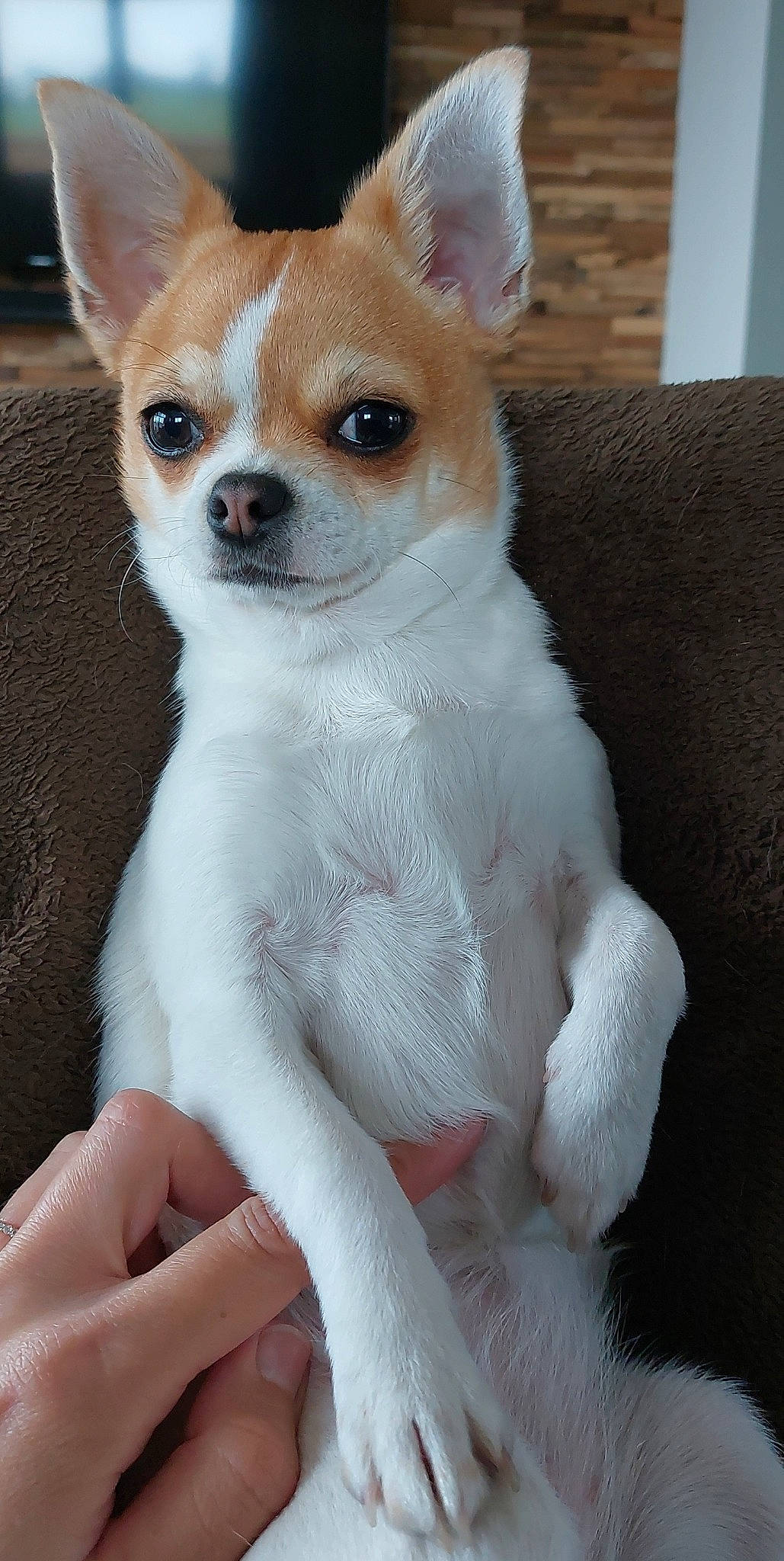 Pakita participe au concours pour gagner de l'argent avec cette photo : ancient_dog_breeds, canidae, carnivore, chihuahua, companion_dog, corgi_chihuahua, dog, dog_breed, dog_supply, fawn, fur, nail, non_sporting_group, snout, tail, terrestrial_animal, toy_dog, whiskers, working_animal