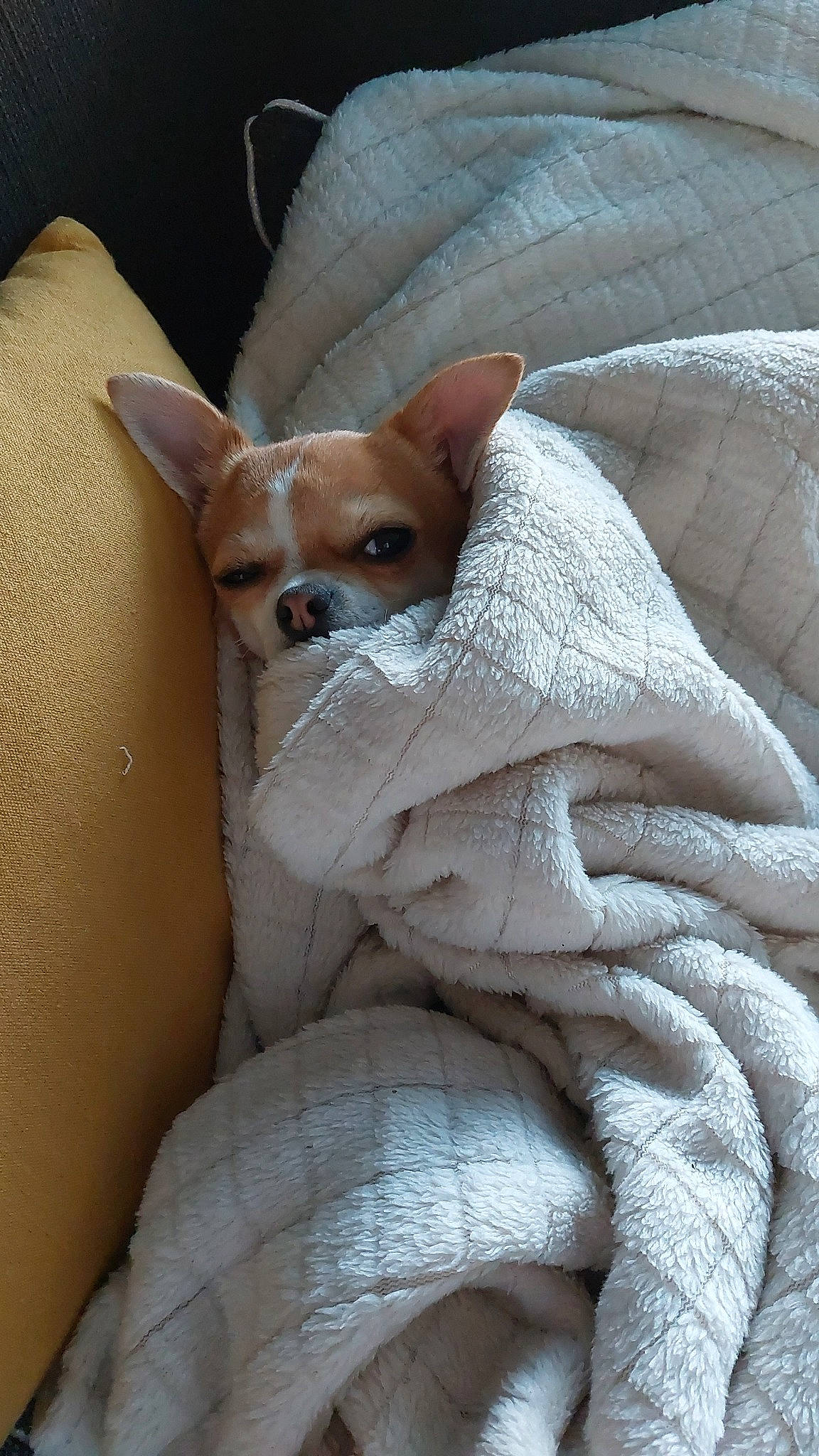 Pakita participe au concours pour gagner de l'argent avec cette photo : brown, canidae, carnivore, chihuahua, comfort, companion_dog, corgi_chihuahua, dog, dog_breed, ear, fawn, fur, linens, peach, snout, sporting_group, terrestrial_animal, toy_dog, whiskers, working_animal