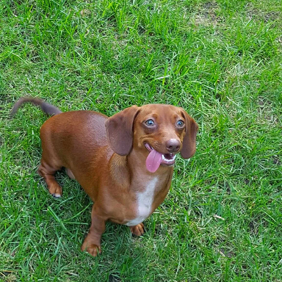 Winnie is registered to the contest to win money with this photo: alpine_dachsbracke, canidae, carnivore, companion_dog, dachshund, dog, dog_breed, fawn, grass, hound, hunting_dog, liver, mammal, rare_breed_dog, sporting_group, vertebrate, vizsla, westphalian_dachsbracke