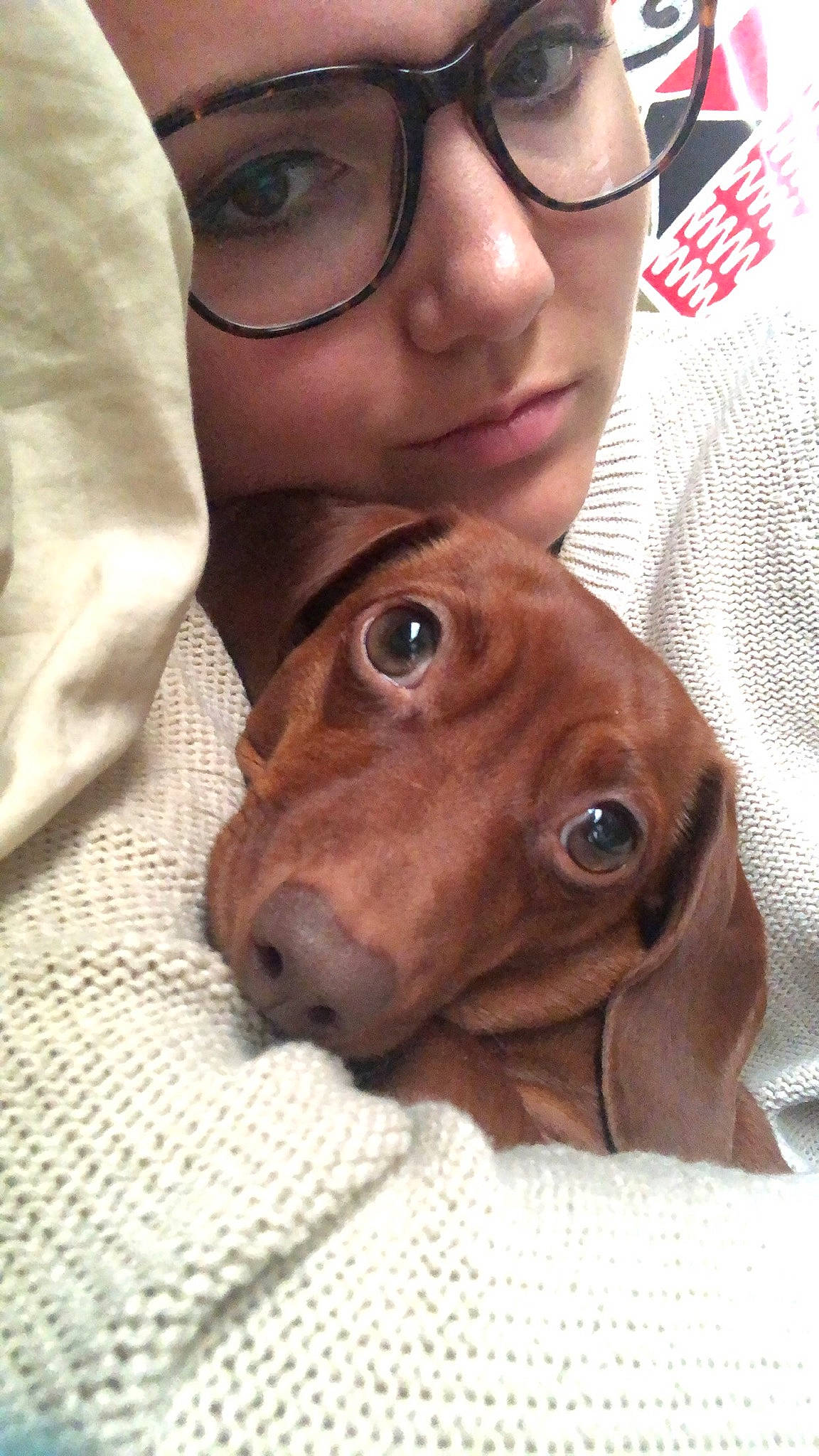 Winnie is registered to the contest to win money with this photo: canidae, caramel_color, carnivore, companion_dog, dachshund, dog, dog_breed, ear, fawn, glasses, liver, nose, person, pointing_breed, puppy, selfie, snout, sporting_group, vizsla