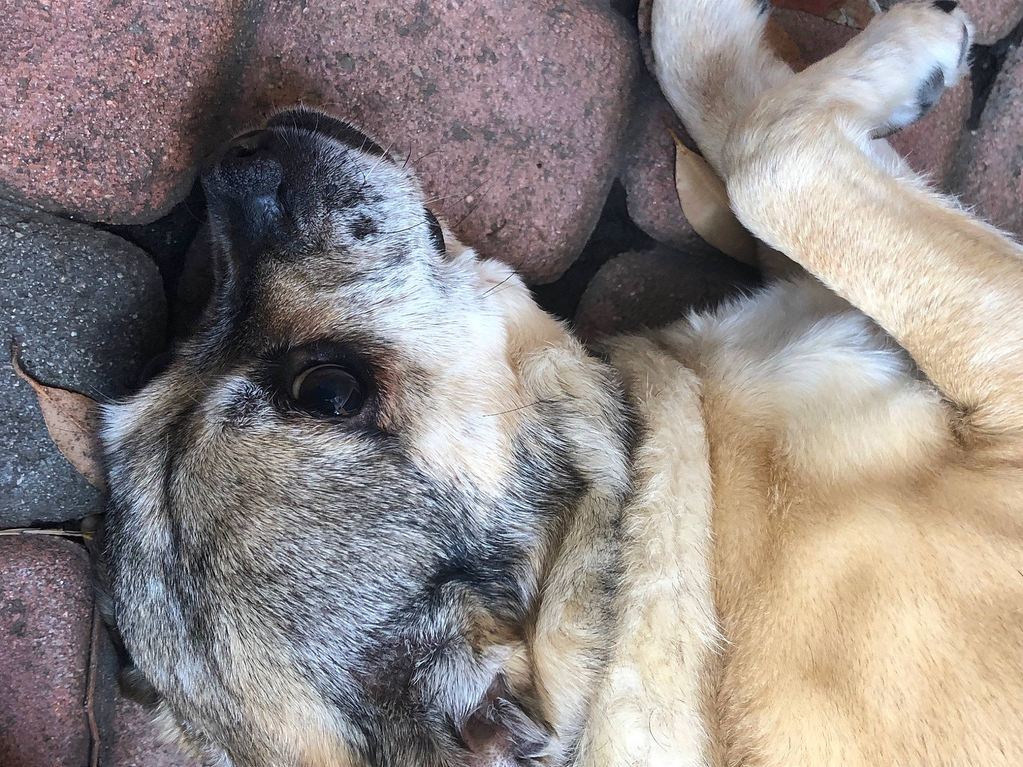 Cali joined the competition — help win amazing prizes! big_cats, canidae, carnivore, close_up, comfort, companion_dog, dog, dog_breed, fawn, felidae, fur, gunny_sack, mammal, paw, snout, sporting_group, street_dog, terrestrial_animal, vertebrate, whiskers