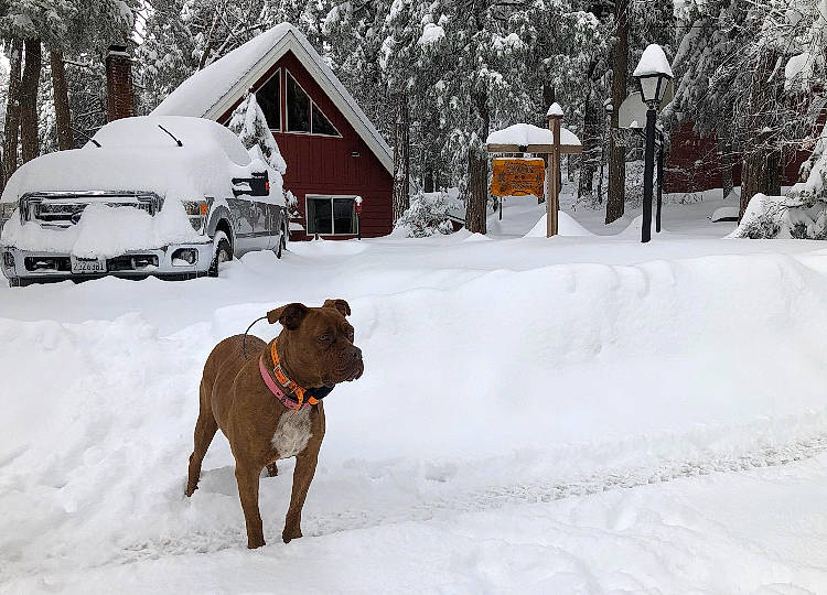 Cali joined the competition — help win amazing prizes! building, car, carnivore, collar, dog, dog_breed, event, fawn, freezing, geological_phenomenon, house, snow, sporting_group, tire, tree, vehicle, wheel, window, winter, working_animal