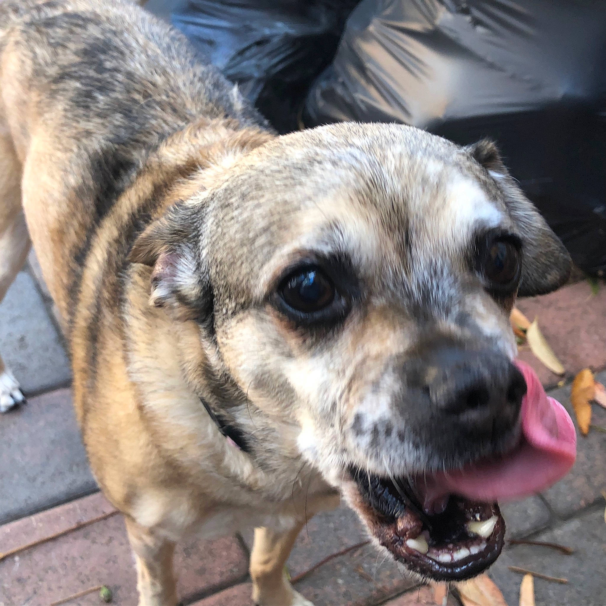 Cali is registered to the contest to win money with this photo: ancient_dog_breeds, art, canidae, carnivore, collar, companion_dog, dog, dog_breed, dog_collar, eye, fawn, fur, snout, sporting_group, street_dog, terrestrial_animal, whiskers, working_animal, working_dog