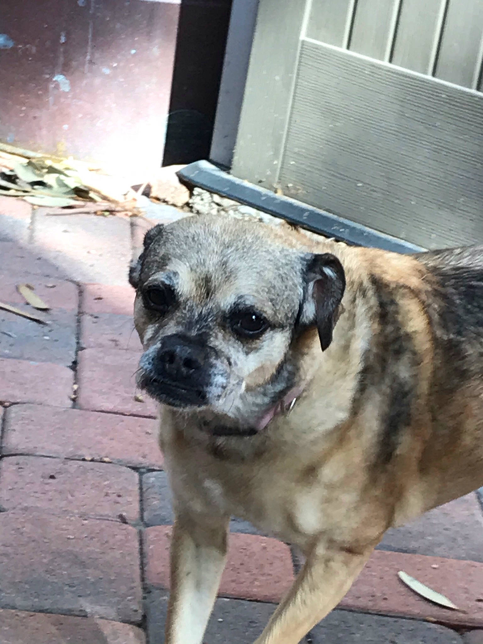 Daisy is registered to the contest to win money with this photo: ancient_dog_breeds, animal_shelter, canidae, carnivore, companion_dog, dog, dog_breed, fawn, fur, gas, mesh, metal, pet_supply, snout, sporting_group, terrestrial_animal, toy_dog, whiskers, working_animal, wrinkle