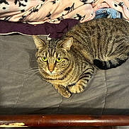 Drive Bye is registered to the contest to win money with this photo: animal, bed, blanket, cat, cozy, cute, domestic, feline, fur, indoor, mammal, paw, pet, relaxed, resting, sleepy, striped, tabby, whiskers, yellow_eyes