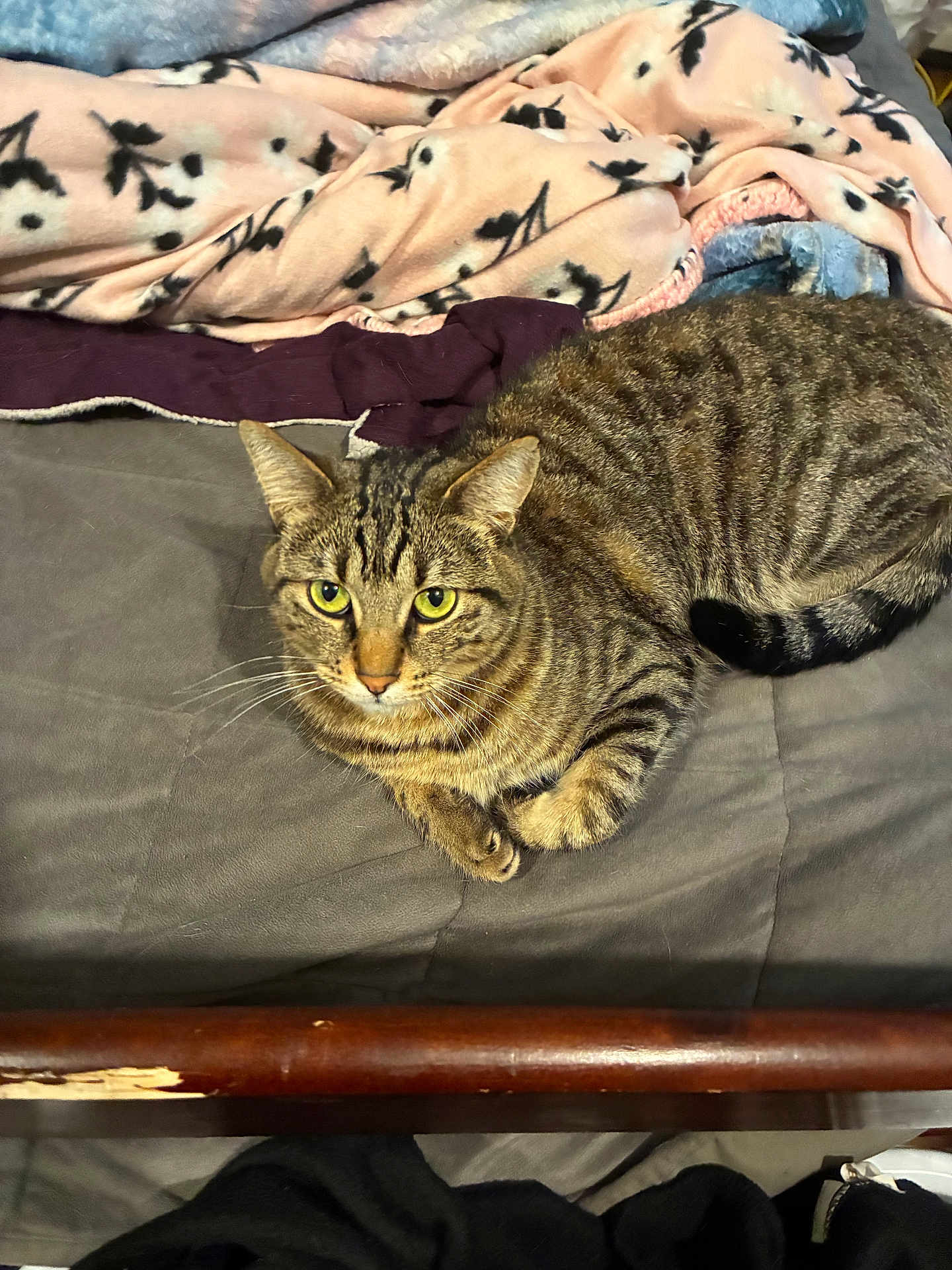 Drive Bye is registered to the contest to win money with this photo: animal, bed, blanket, cat, cozy, cute, domestic, feline, fur, indoor, mammal, paw, pet, relaxed, resting, sleepy, striped, tabby, whiskers, yellow_eyes