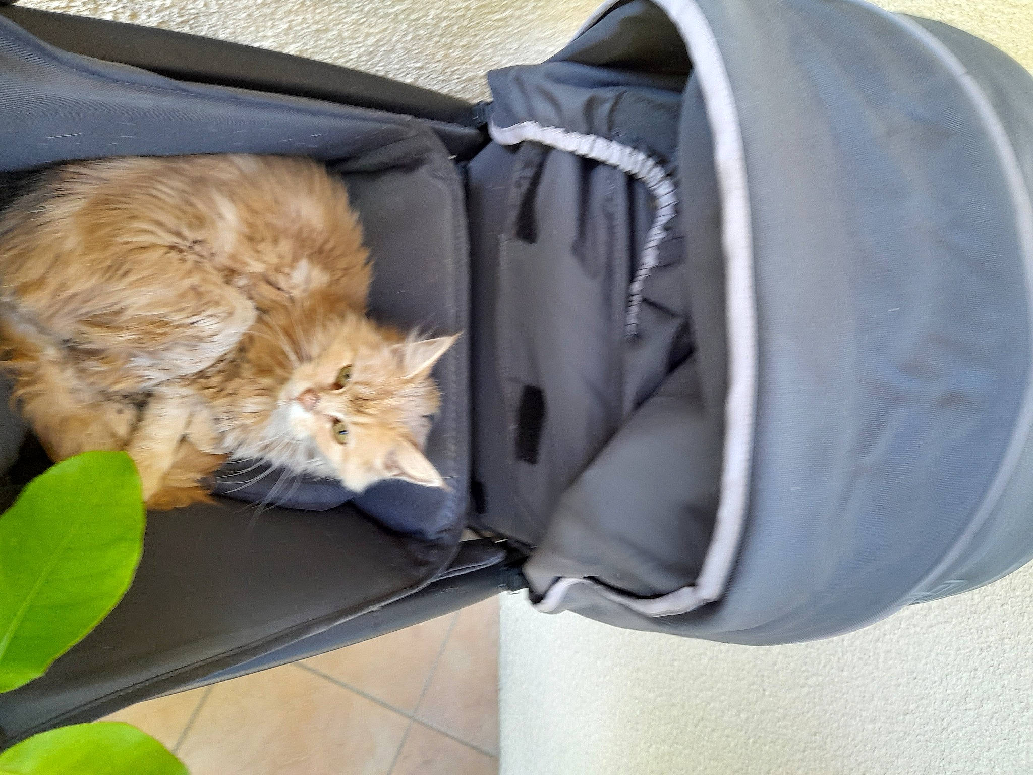 Pitchounne a rejoint le concours — aidez-le/la à gagner de superbes lots ! automotive_tire, baby_products, backpack, bag, baggage, carnivore, cat, chair, comfort, domestic_short_haired_cat, electric_blue, fashion_accessory, felidae, fur, luggage_and_bags, plant, small_to_medium_sized_cats, suitcase, tail, whiskers