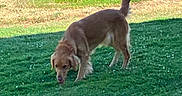 Lilly joined the competition — help win amazing prizes! dog, golden_retriever, grass, outdoor, pet, animal, canine, sniffing, yard, greenery, nature, sunlight, tail, fur, mammal, walking, daytime, domestic_animal, garden, curious