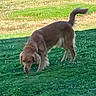 dog, golden_retriever, grass, outdoor, pet, animal, canine, sniffing, yard, greenery, nature, sunlight, tail, fur, mammal, walking, daytime, domestic_animal, garden, curious