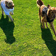 Lilly joined the competition — help win amazing prizes! dog, dogs, grass, outdoor, sunlight, running, pet, canine, playing, shadow, vest, shirt, happy, nature, greenery, daylight, animal, fur, tongue_out, park