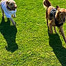 dog, dogs, grass, outdoor, sunlight, running, pet, canine, playing, shadow, vest, shirt, happy, nature, greenery, daylight, animal, fur, tongue_out, park