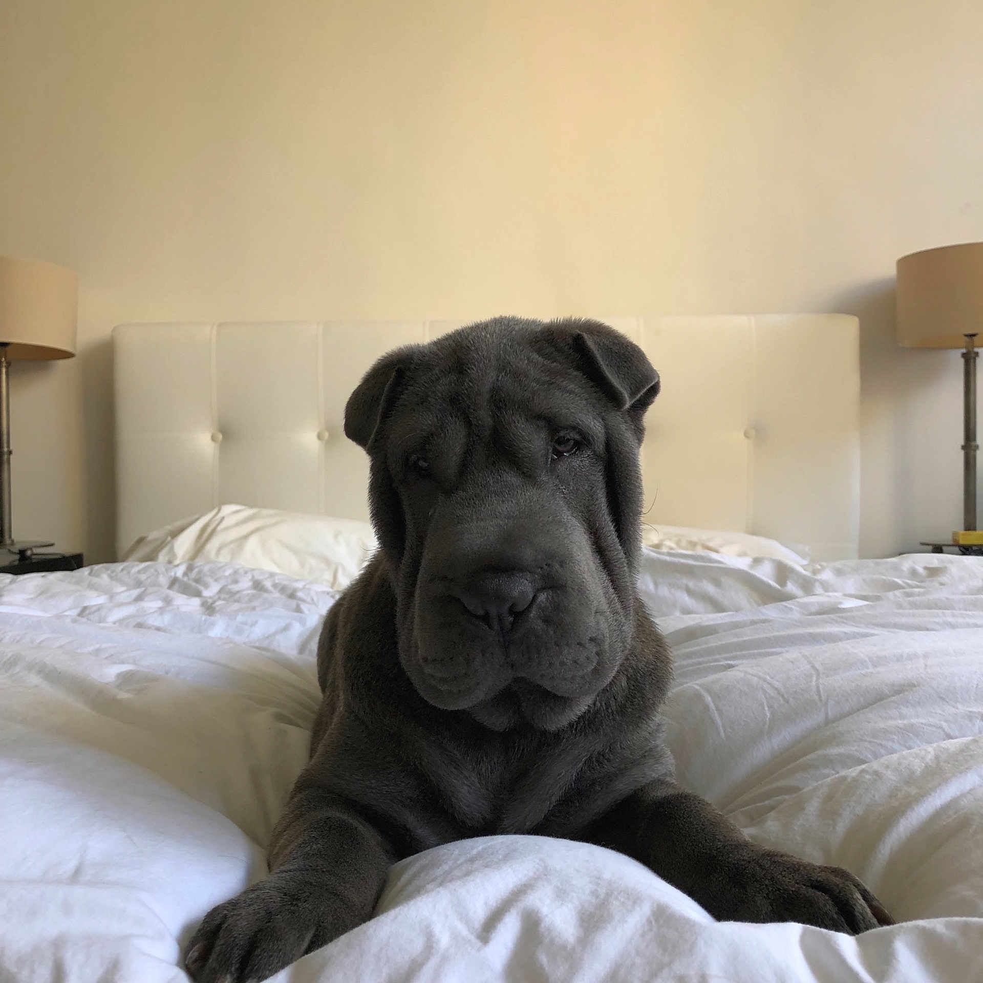 Okja participe au concours pour gagner de l'argent avec cette photo : carnivoran, dog, dog_breed, dog_breed_group, dog_like_mammal, mammal, non_sporting_group, nose, ori_pei, shar_pei, snout