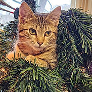 Lolli joined the competition — help win amazing prizes! animal, cat, christmas_wreath, closeup, curious, cute, decorations, ears, face, feline, festive, greenery, holiday, indoor, kitten, lights, nature, pet, tabby, whiskers