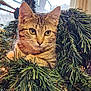animal, cat, christmas_wreath, closeup, curious, cute, decorations, ears, face, feline, festive, greenery, holiday, indoor, kitten, lights, nature, pet, tabby, whiskers
