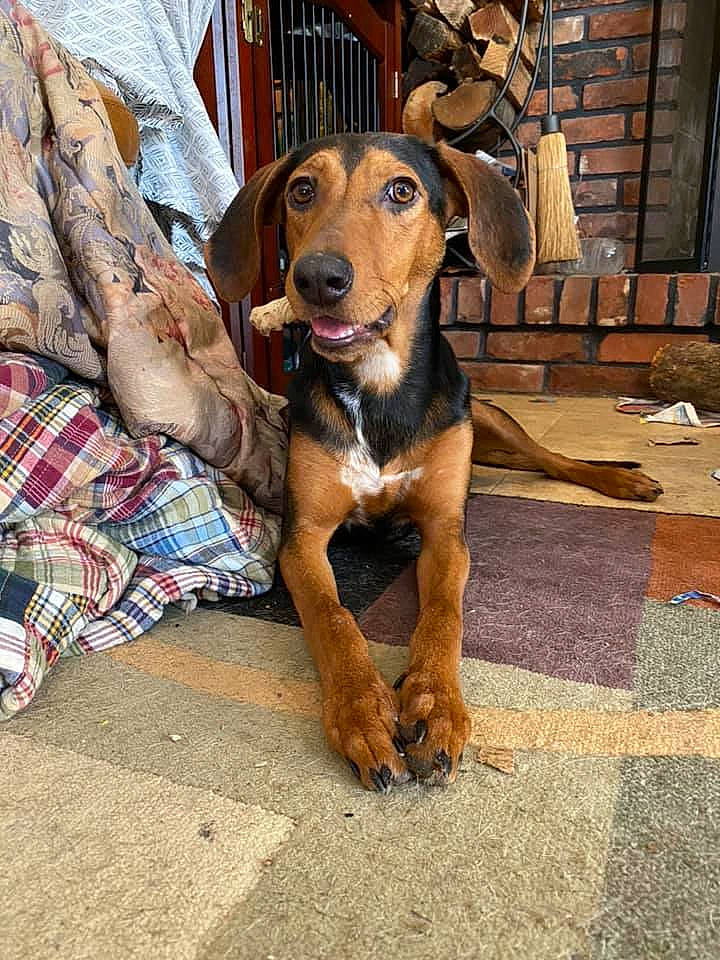 Bell joined the competition — help win amazing prizes! canidae, carnivore, collar, companion_dog, dog, dog_breed, dog_collar, dog_supply, fawn, foot, hound, linens, pet_supply, pillow, plaid, snout, sporting_group, tartan, working_animal, working_dog