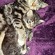 Stripee is registered to the contest to win money with this photo: cat, kitten, tabby, cuddle, sleeping, resting, purple_blanket, feline, pet, animal, cute, fur, cozy, domestic_animal, whiskers, closeup, adorable, snuggling, companion, relaxing