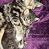 cat, kitten, tabby, cuddle, sleeping, resting, purple_blanket, feline, pet, animal, cute, fur, cozy, domestic_animal, whiskers, closeup, adorable, snuggling, companion, relaxing