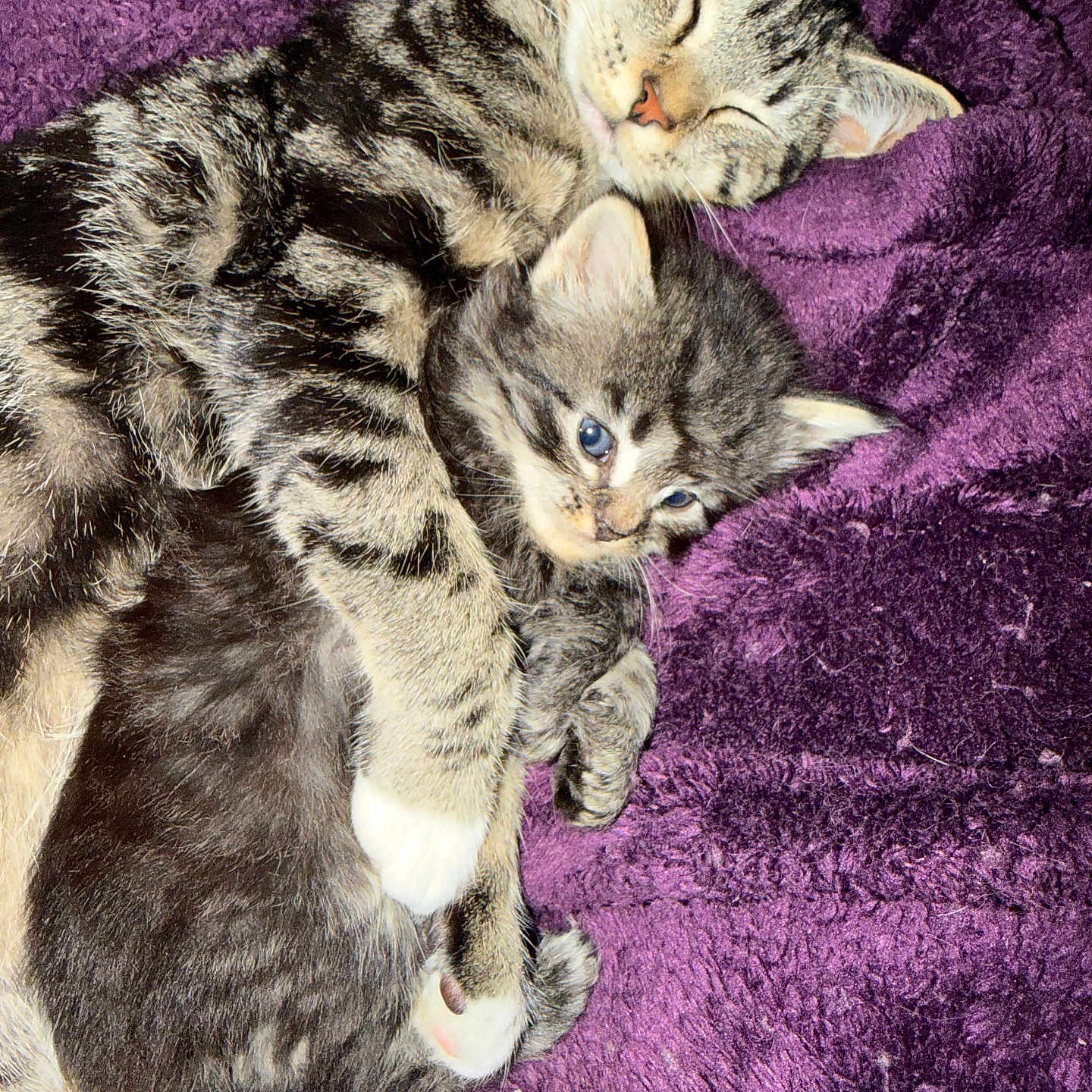 Stripee is registered to the contest to win money with this photo: cat, kitten, tabby, cuddle, sleeping, resting, purple_blanket, feline, pet, animal, cute, fur, cozy, domestic_animal, whiskers, closeup, adorable, snuggling, companion, relaxing