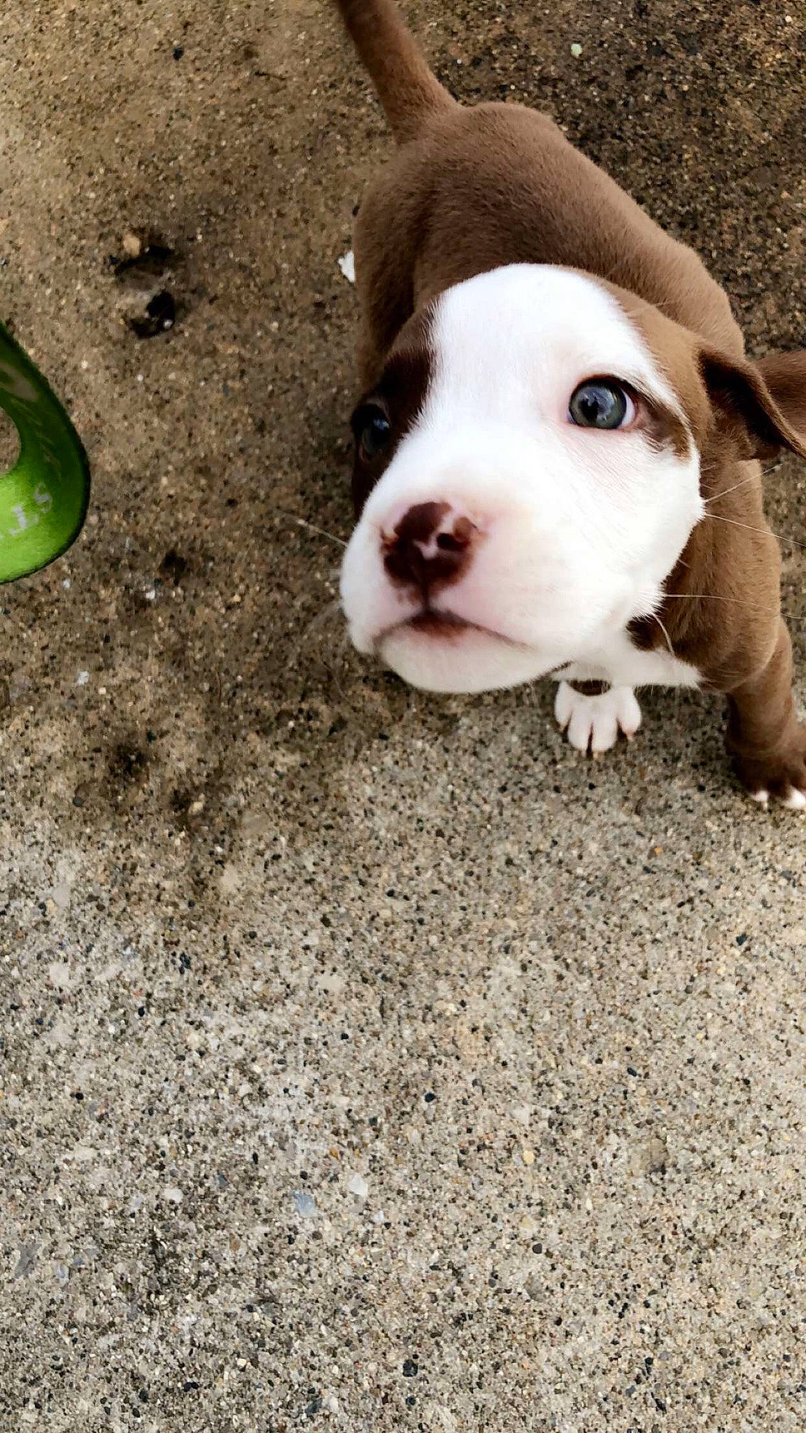 King joined the competition — help win amazing prizes! american_pit_bull_terrier, american_staffordshire_terrier, canidae, carnivore, dog, dog_breed, fawn, grass, mammal, non_sporting_group, nose, pit_bull, puppy, snout, vertebrate