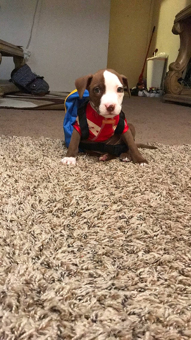 King is registered to the contest to win money with this photo: adventure, american_bulldog, american_pit_bull_terrier, american_staffordshire_terrier, boston_terrier, canidae, carnivore, companion_dog, dog, dog_breed, fawn, flooring, mammal, non_sporting_group, pit_bull, play, puppy