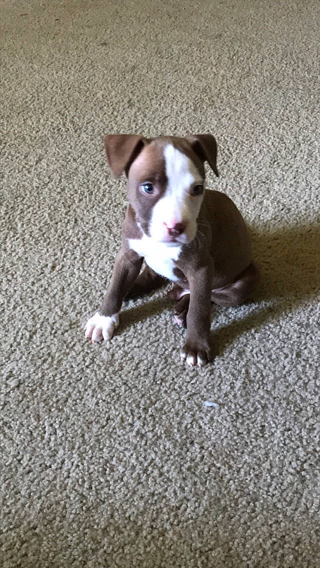 King joined the competition — help win amazing prizes! american_pit_bull_terrier, american_staffordshire_terrier, canidae, carnivore, dog, dog_breed, fawn, mammal, non_sporting_group, pit_bull, puppy, rare_breed_dog, snout, vertebrate