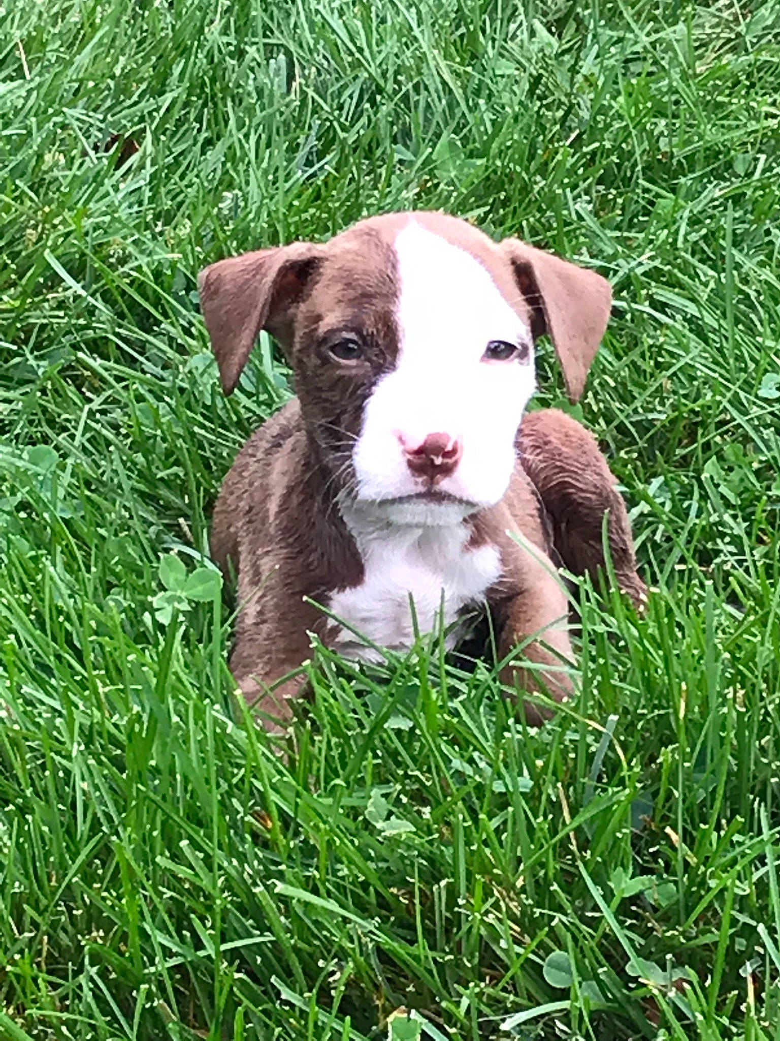 King joined the competition — help win amazing prizes! american_pit_bull_terrier, american_staffordshire_terrier, canidae, carnivore, companion_dog, dog, dog_breed, fawn, grass, mammal, non_sporting_group, pit_bull, plant, puppy, sporting_group