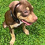 puppy, dog, brown, tan, collar, grass, green, outdoor, pet, cute, animal, sitting, young, happy, nature, clover, fur, canine, playful, summer